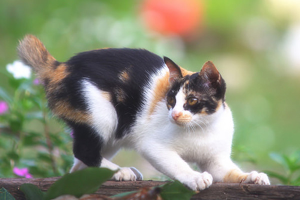 猫