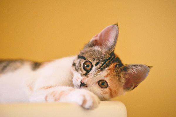 猫